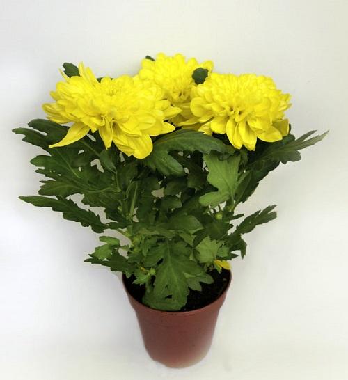 chrysanthème jaune zemble