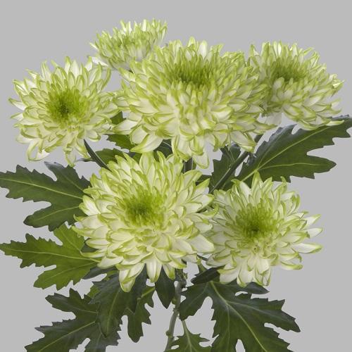 chrysanthème zemble citron vert