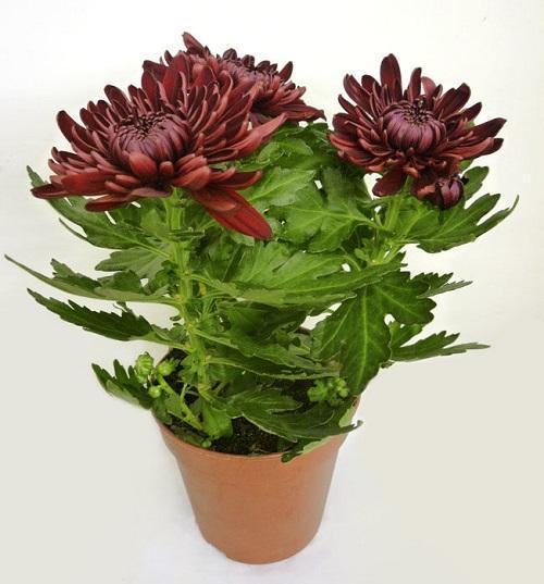 chrysanthème zemble violet