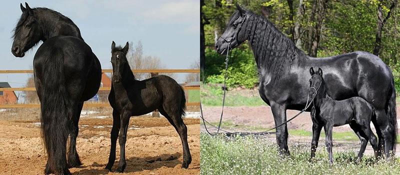 descendencia del caballo frisón