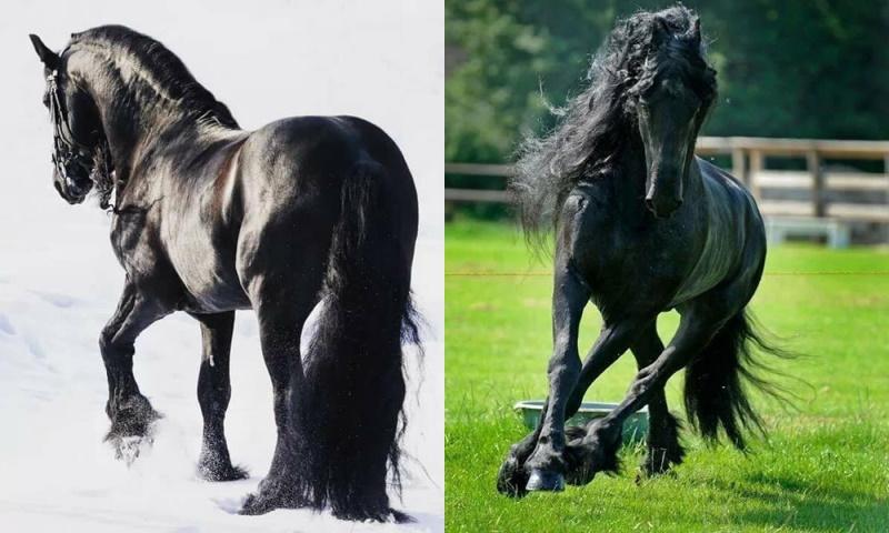 manteniendo el caballo frisón