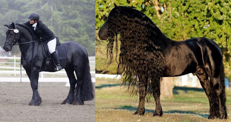caballo bien cuidado