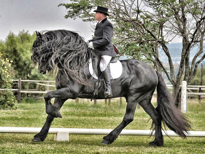 caballo robusto