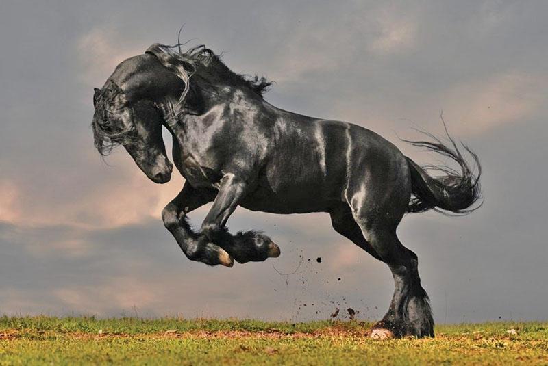 la grâce et la puissance du cheval frison