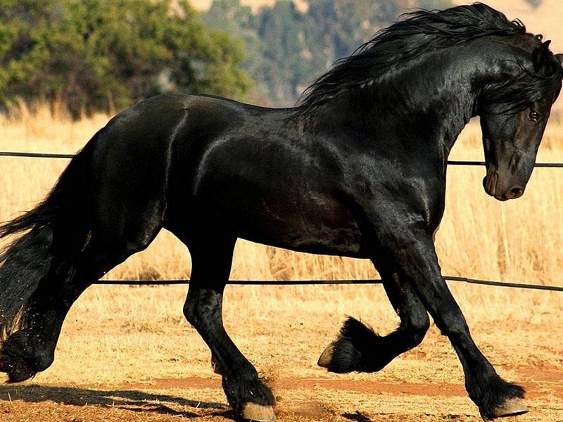 increíble mirada de caballo frisón