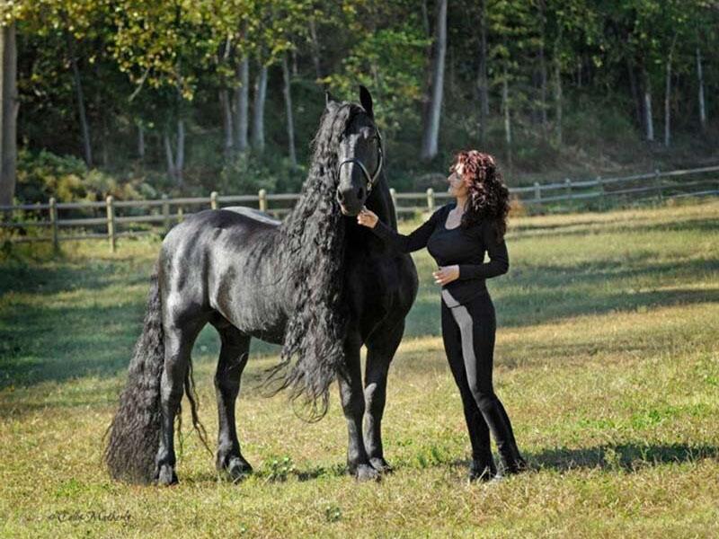 el caballo se presta bien al entrenamiento