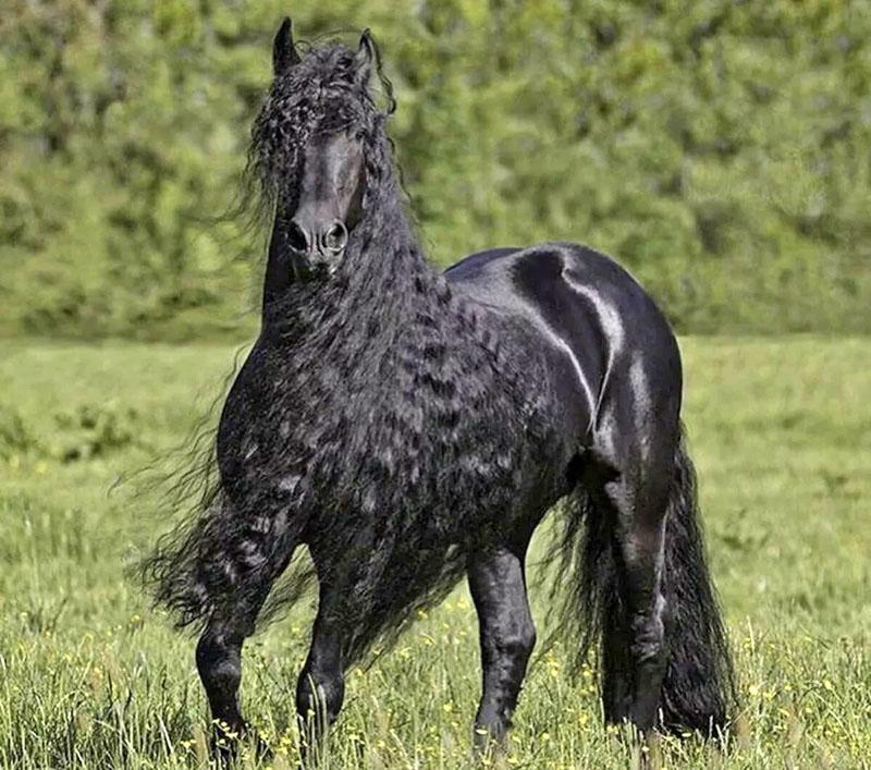 caballo en el pasto