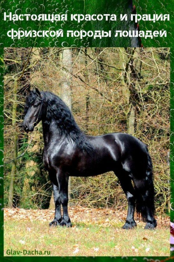 Raza de caballo frisón