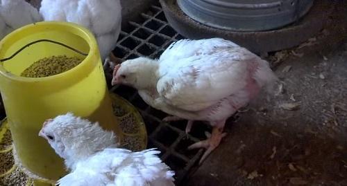 poulets de chair cultivés