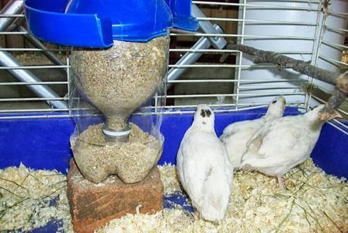 comedero para pollos de engorde