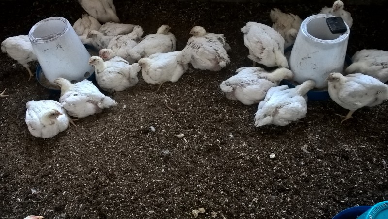 ¿La leche fresca es buena para las gallinas?