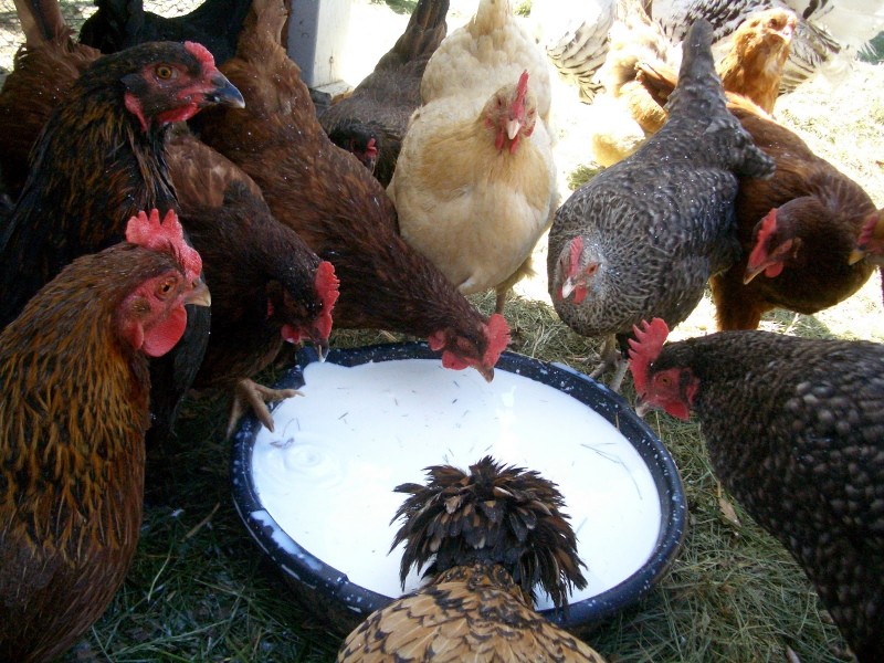 ¿Se les puede dar leche a los pollos de engorde?