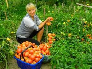 Rica cosecha de tomate