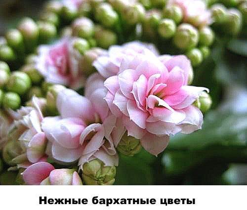 Delicadas flores de terciopelo