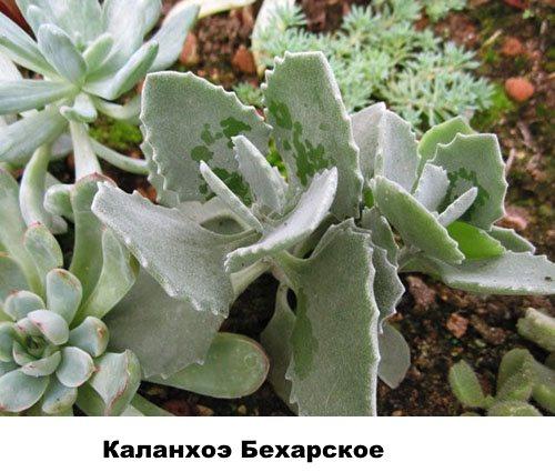 Kalanchoe Bekharskoe