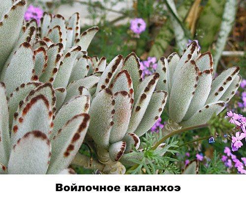 Feutre Kalanchoe