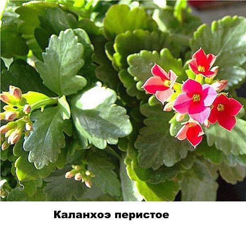 Kalanchoe pinnado