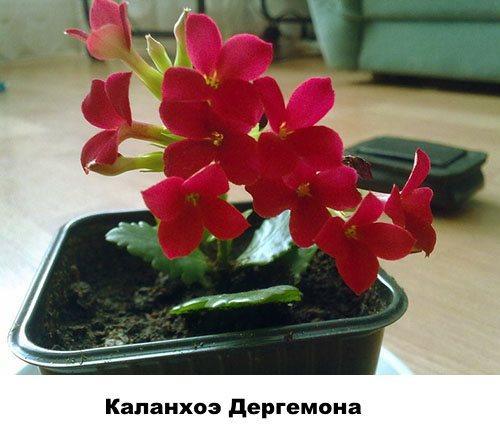 Kalanchoe Dergemon