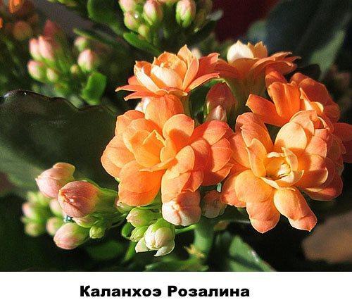 Kalanchoe Rosalina