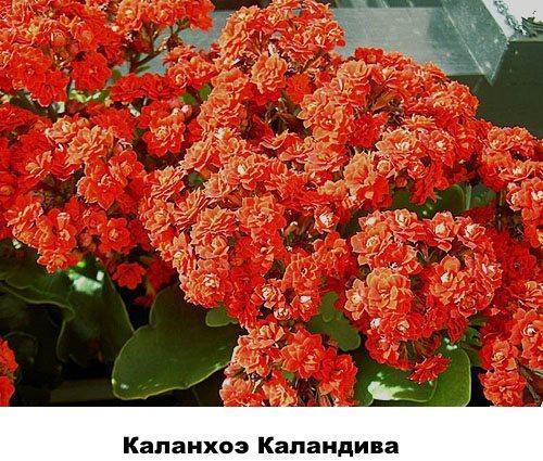 Kalanchoe Kalandiva