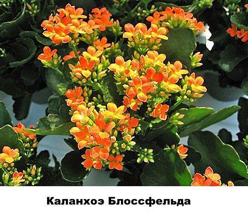 Kalanchoe Blossfeld