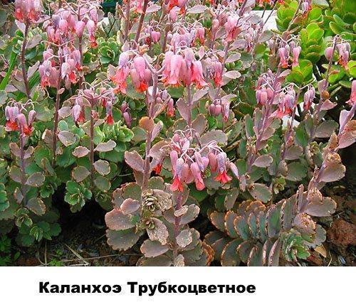 tubule de Kalanchoe