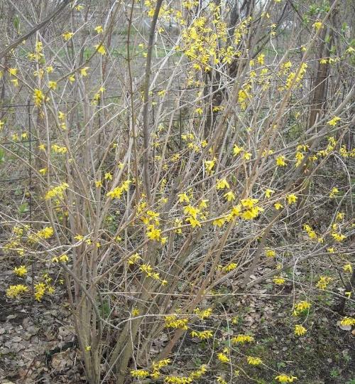 forsythia florece mal