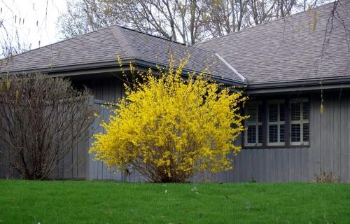 éclairage pour forsythia