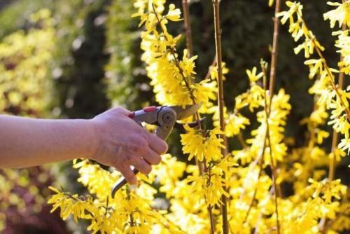 taille du forsythia