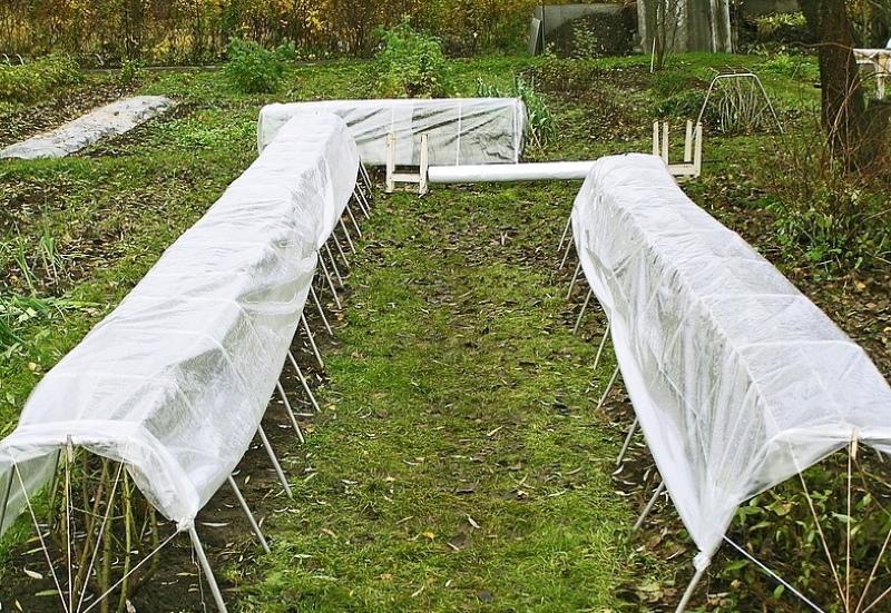 quand couvrir complètement le rosier