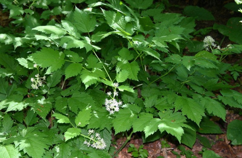 cuervo de hierba en la naturaleza