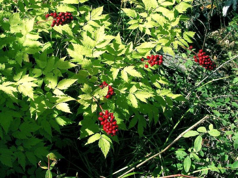 variétés de corbeau d'herbe