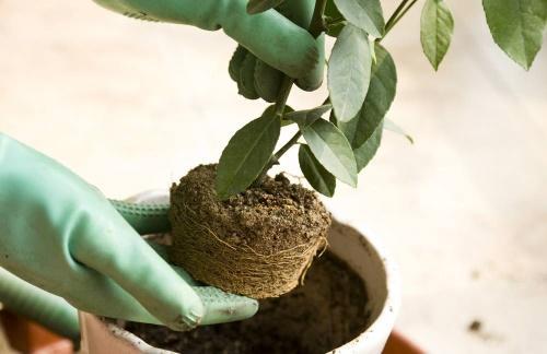 cómo trasplantar un árbol de mandarina