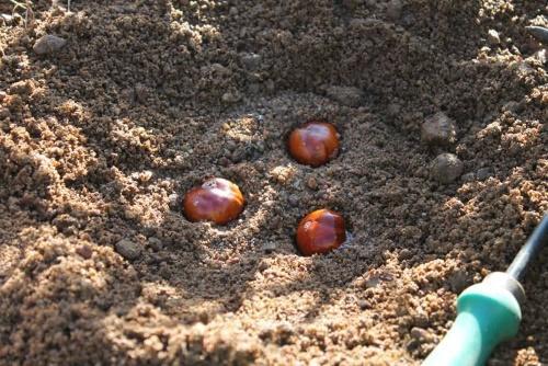 plantando castañas en el suelo