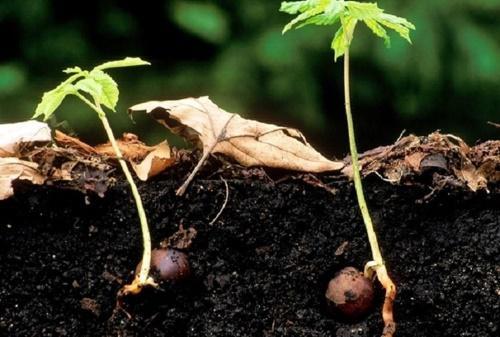 cómo cultivar castañas