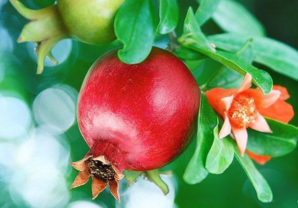 branche de grenadier avec des fruits