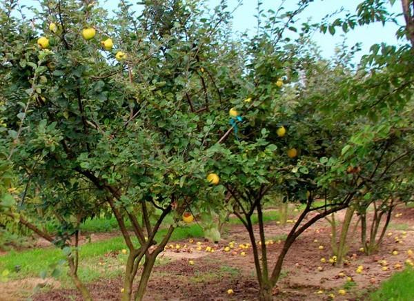 membrillo en el jardín en el campo