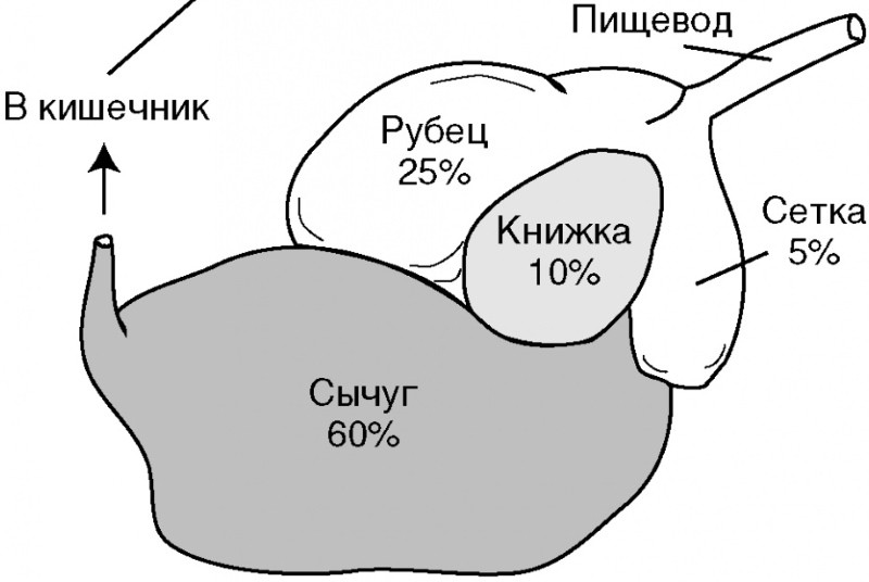 structure de l'estomac des ruminants