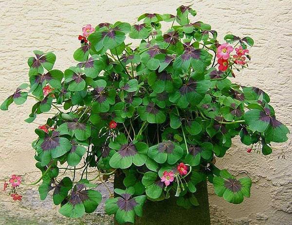 oxalis en casa