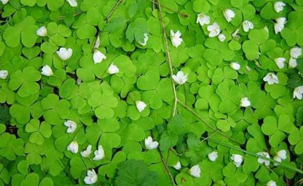 oxalis en la medicina popular