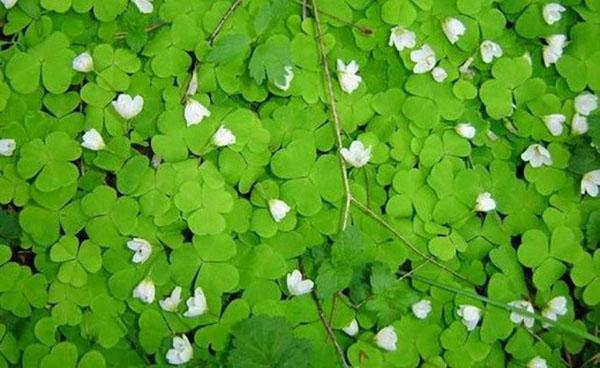 oxalis en médecine populaire