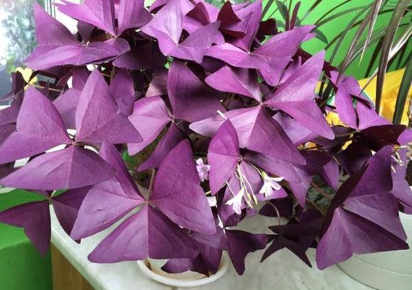 oxalis violet