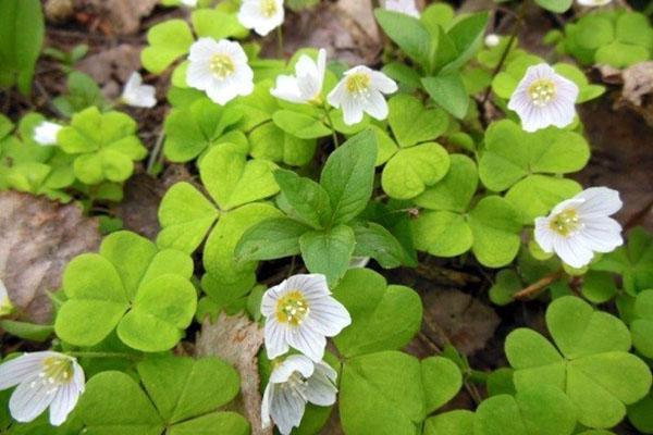 floraciones de oxalis