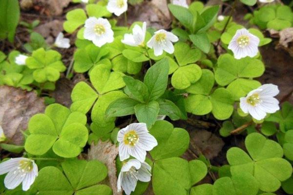 oxalis fleurit