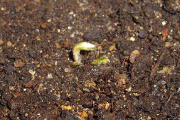 la graine du néflier a germé