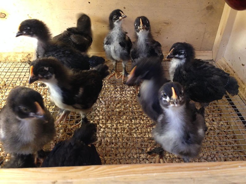 conditions d'élevage des poulets de race Maran