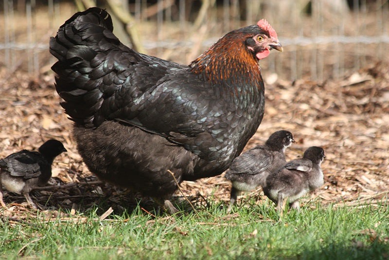 conditions d'élevage des poulets de race Maran