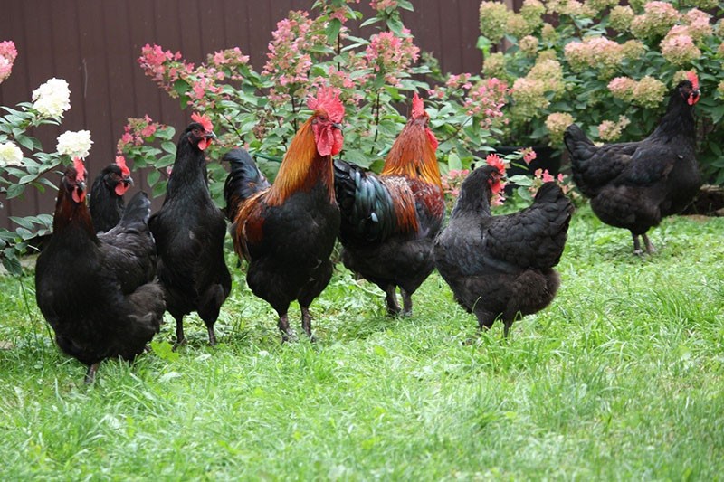 race de poulets Maran dans la cour