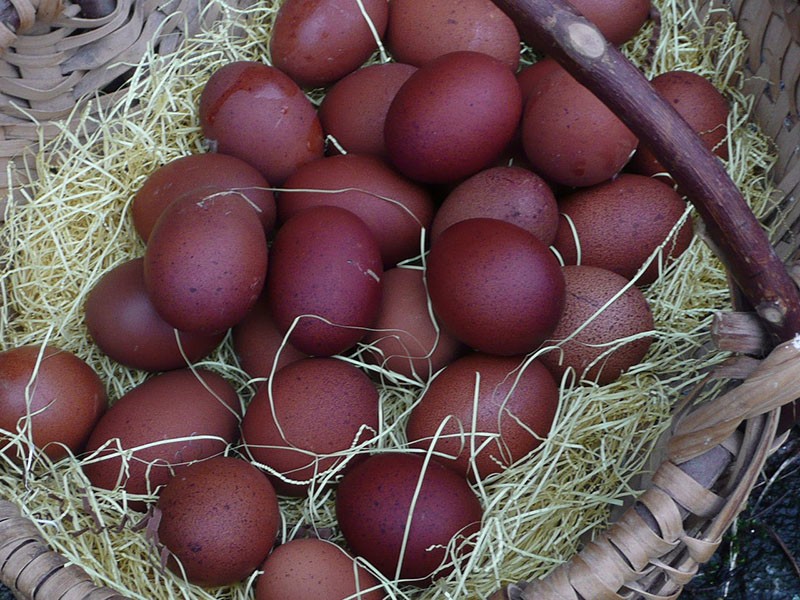 la couleur des coquilles d'œufs des poules Maran