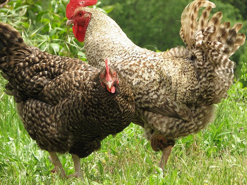 race de poulets Maran caractéristiques